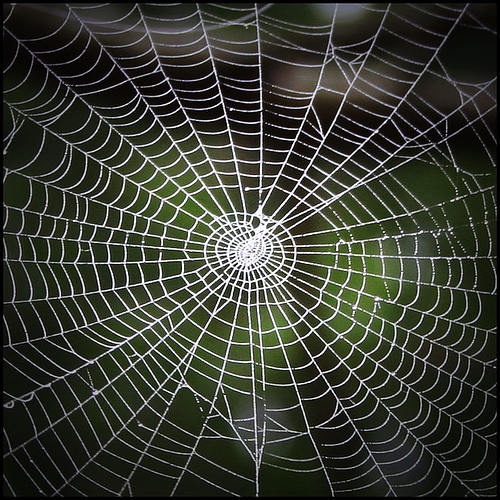 THE WEB
